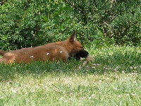 CHIOT
