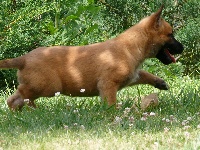 CHIOT