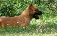 CHIOT