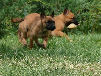 CHIOT