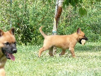 CHIOT