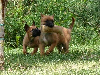 CHIOT