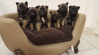 CHIOT