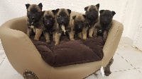 CHIOT