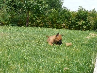 CHIOT
