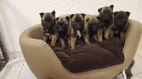 CHIOT