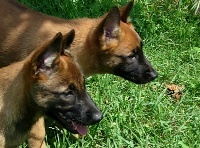 CHIOT
