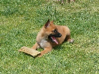 CHIOT